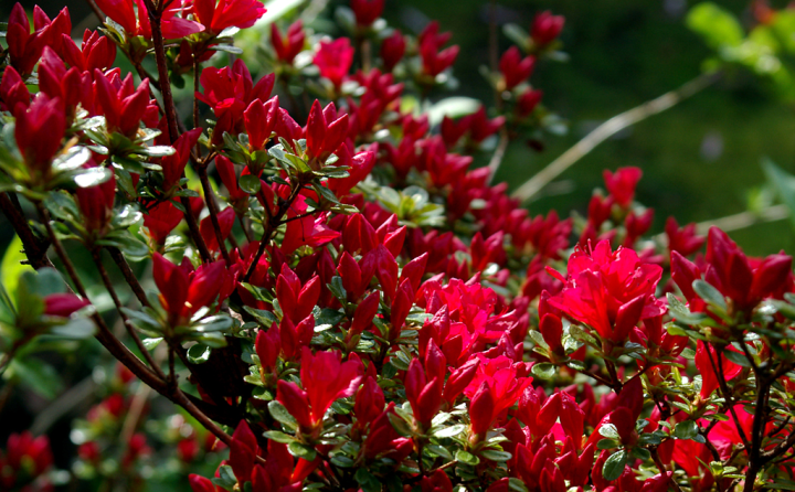 Sunlit azalea buds