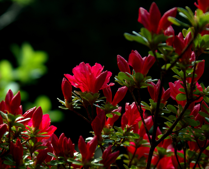 Sunlit azalea buds