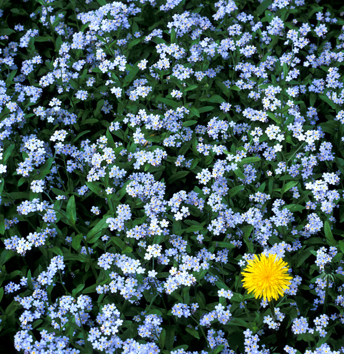 Dandelion amid Forget-me-nots