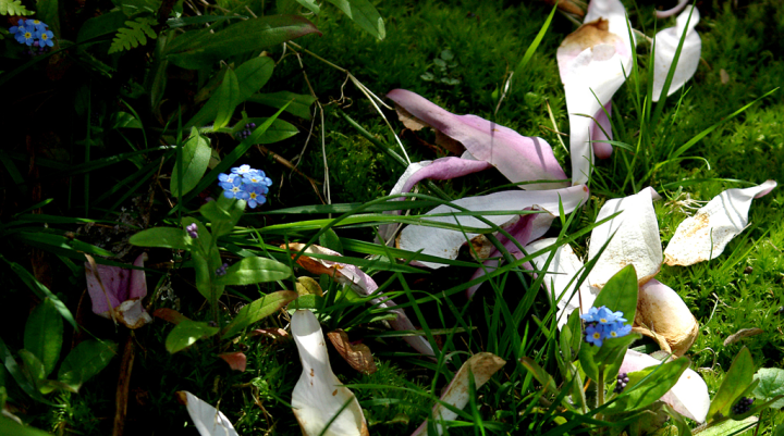 Fallen magnolia petals and forget-me-nots