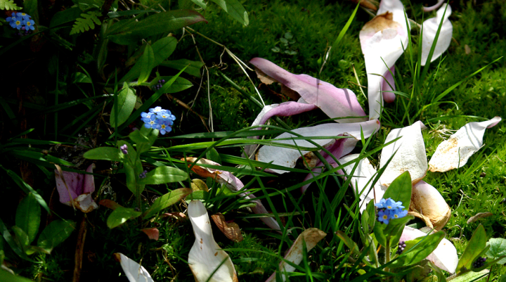 Fallen magnolia petals and forget-me-nots Fallen magnolia petals and forget-me-nots