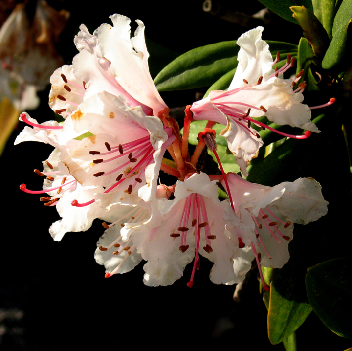 Torn and spotted rhododendron blossom