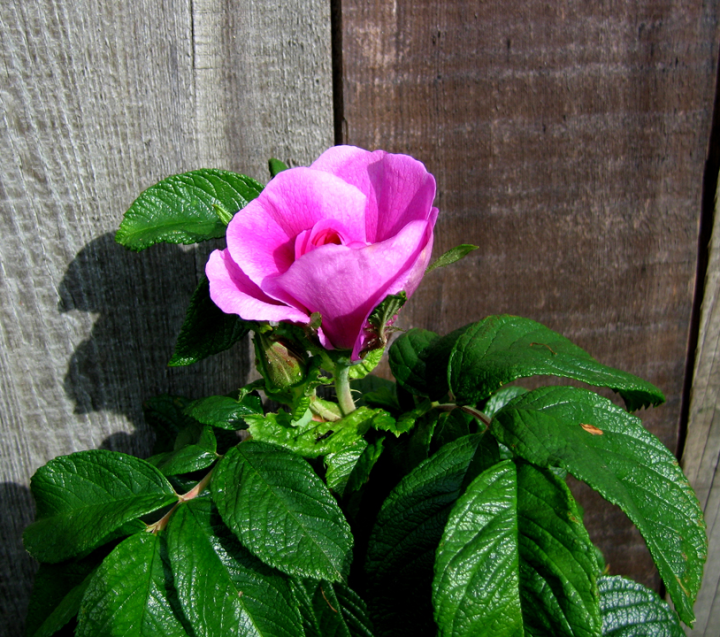 Magenta Rugosa rose-blossom