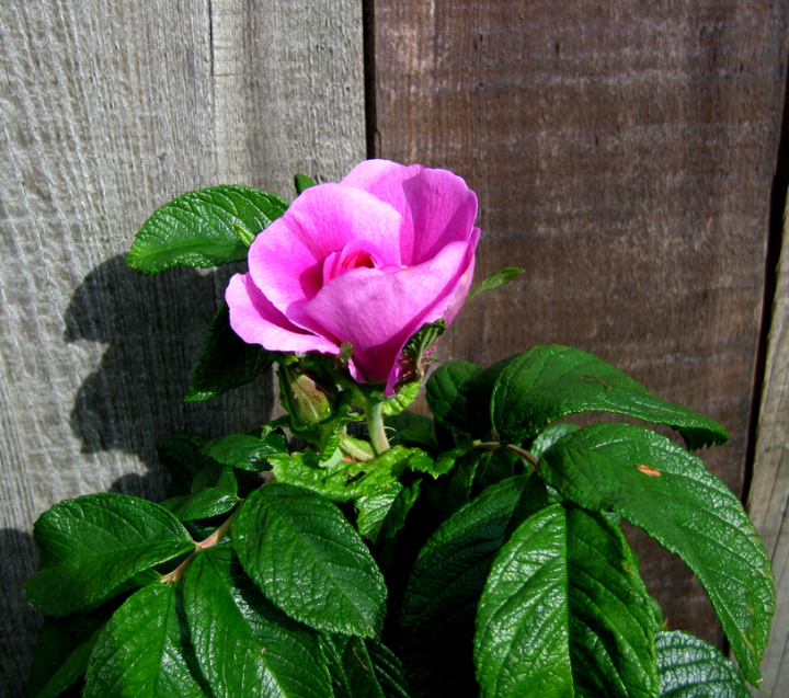 Magenta Rugosa rose-blossom Magenta Rugosa rose-blossom