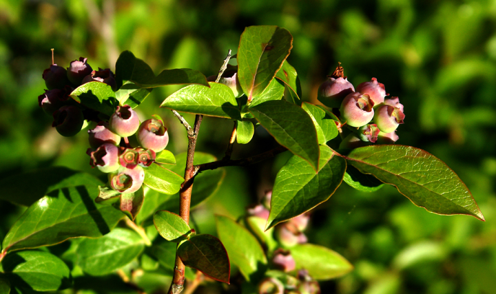 Developing blueberries