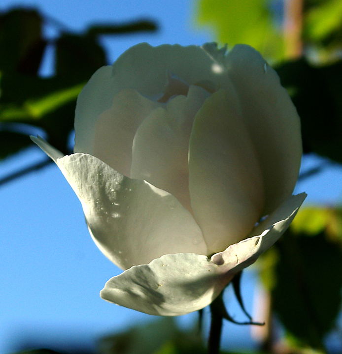 White rose blossom in shadow