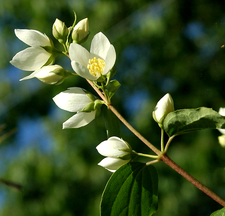 Mock orange blossoms