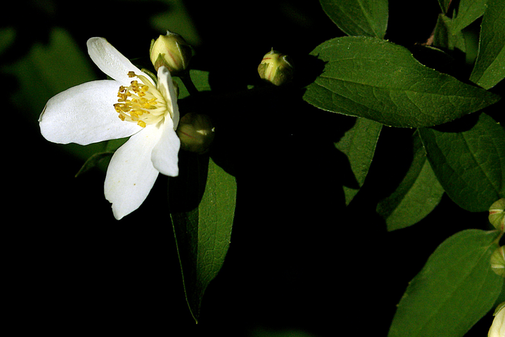 Mock orange blossom