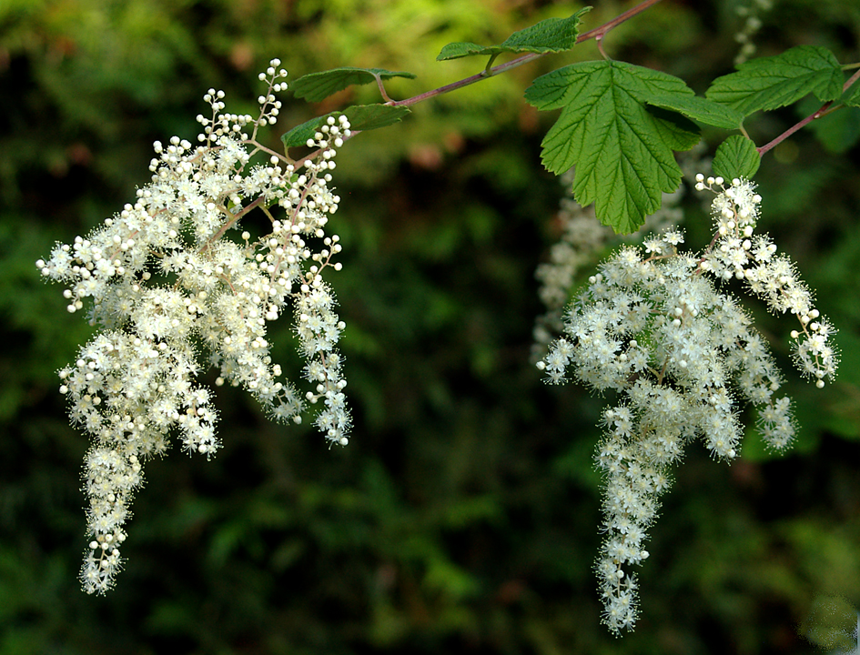 Oceanspray a.k.a. Creambush a.k.a. Ironwood a.k.a. Holodiscus discolor