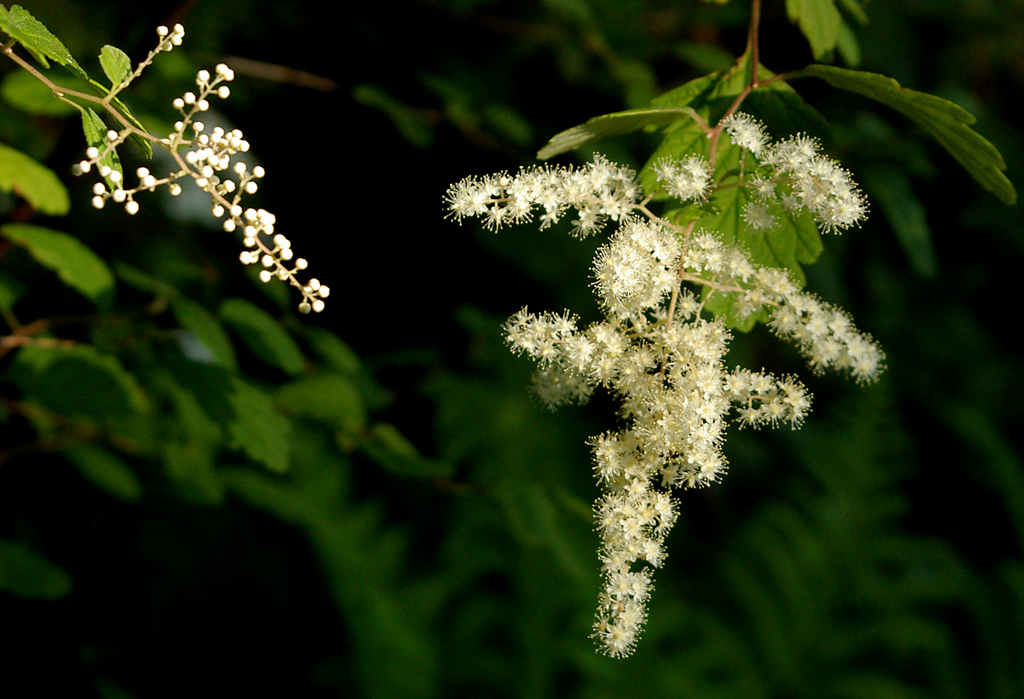 Oceanspray a.k.a. Creambush a.k.a. Ironwood a.k.a. Holodiscus discolor