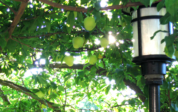 Plums ripening