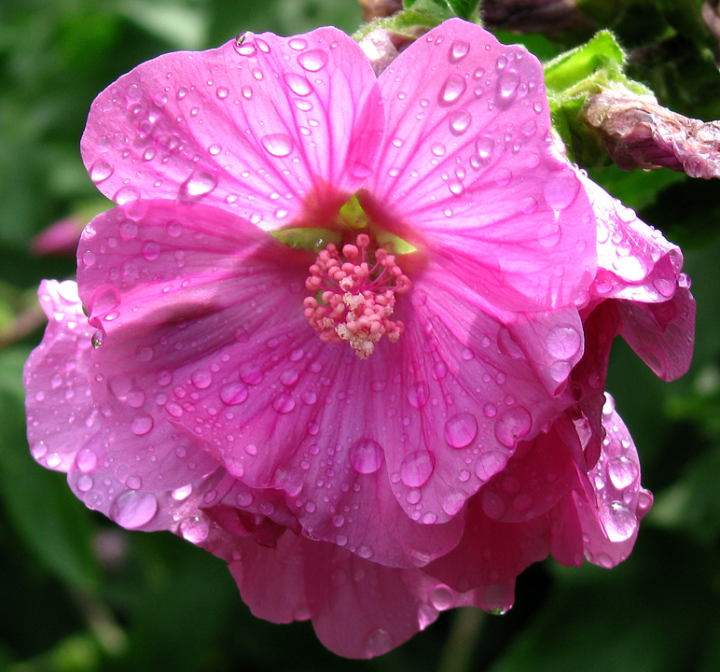 Pink flowers after rain, Wadham College, Oxford