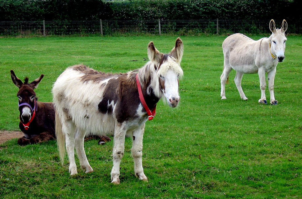 Donkeys at the Donkey Sanctuary, Devonshire