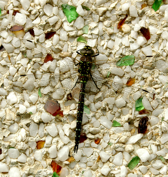 Dragonfly on stucco wall