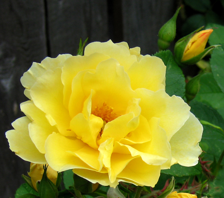 Yellow Rugosa blossom Yellow Rugosa blossom
