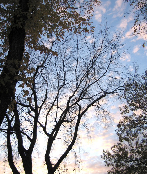 Trees and sky in Edmonton, Alberta