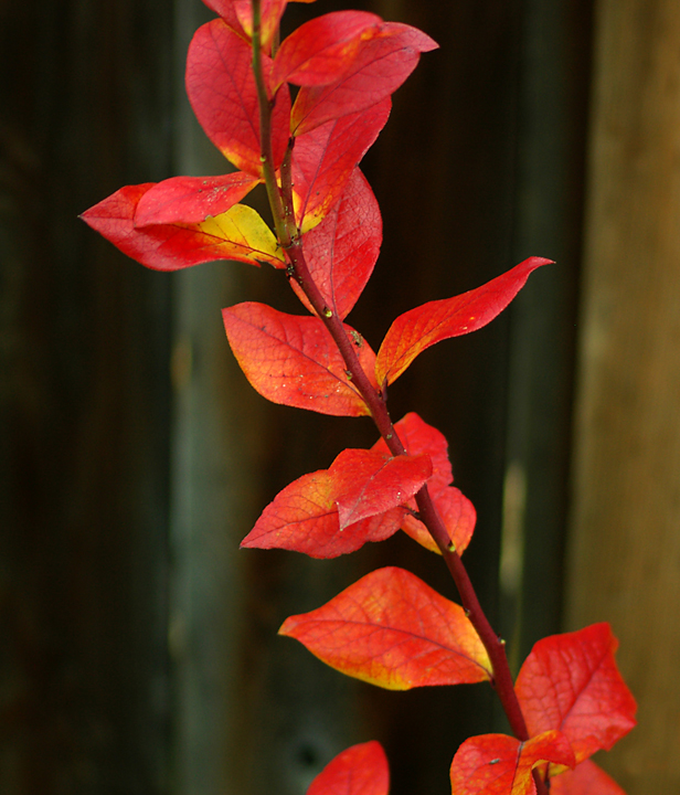 Autumn blueberry leaves