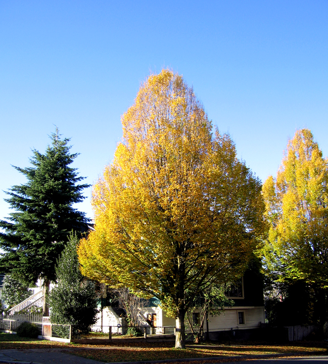 Yellow autumn leaves