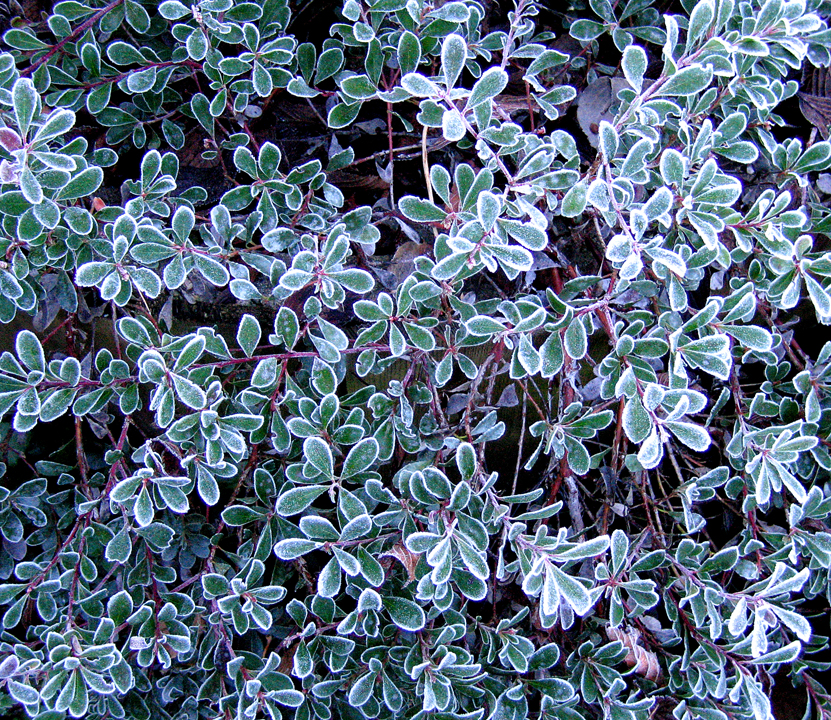 Frost-covered kinnick-kinnick leaves