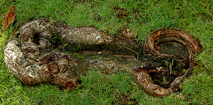 Vaguely obscene stump embedded in grass