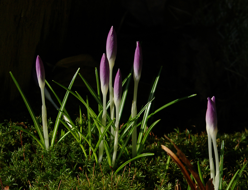 Sunlit crocuses