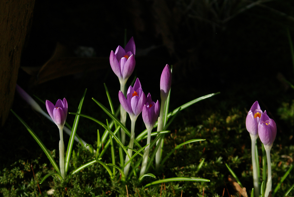 Sunlit crocuses