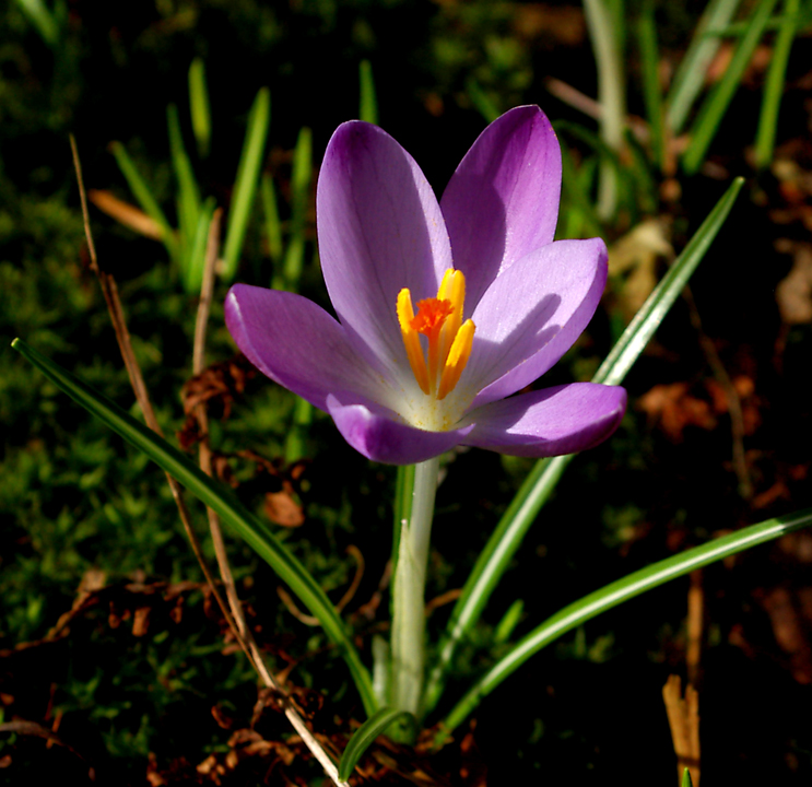 Sunlit open crocus blossom