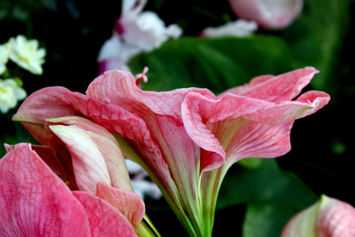 Amaryllis Amaryllis