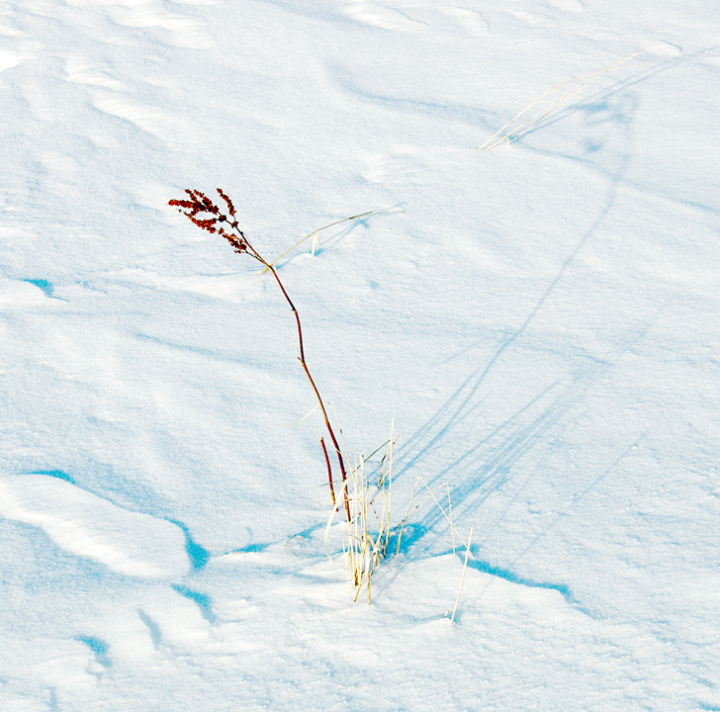 Small dead plant in snow