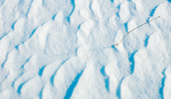 Small dead plant in snow