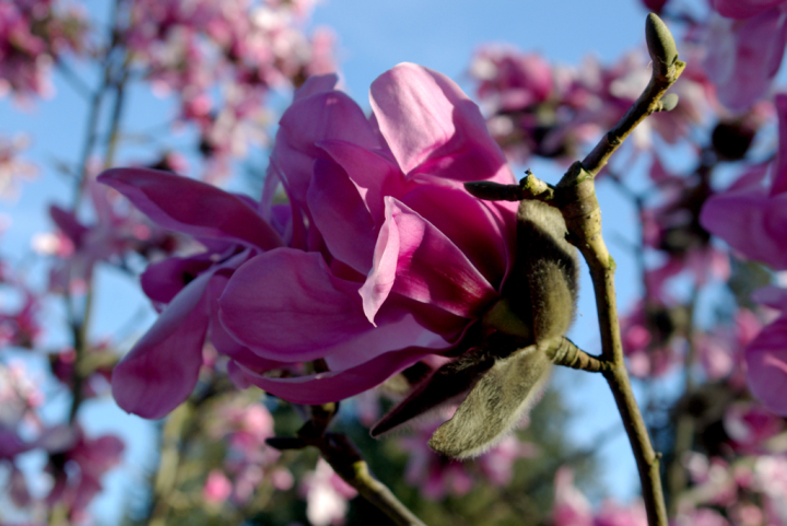 March magnolias at the UBC Botanical Garden
