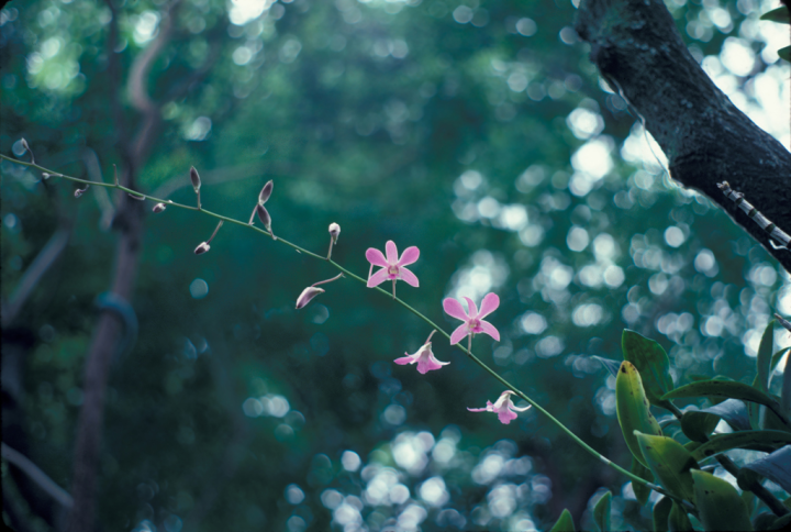 Hawai’an vegetation - pink blossoms