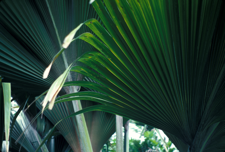 Hawai’an vegetation - palm fronds