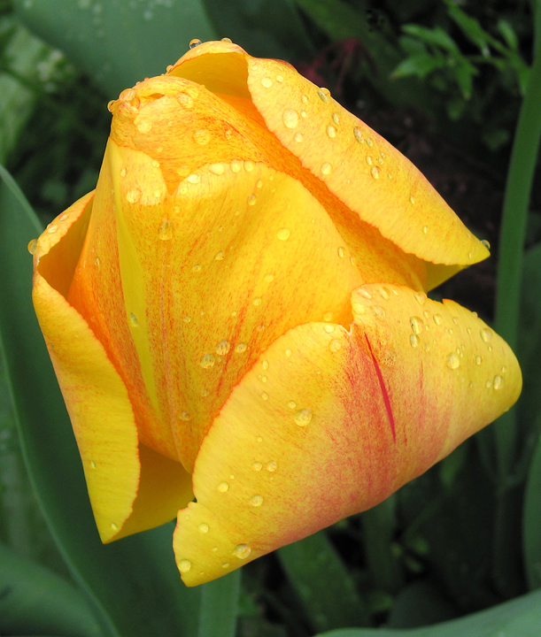 Yellow and red tulip with raindrops