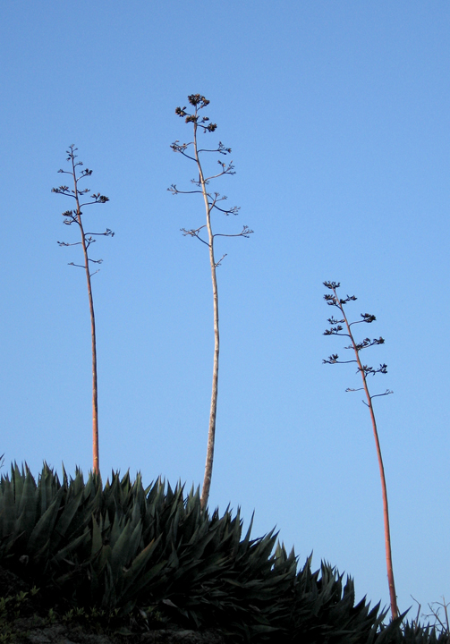 Agaves in the Don Edwards Wildlife Reserve, San Francisco Bay near Dumbarton Bridge