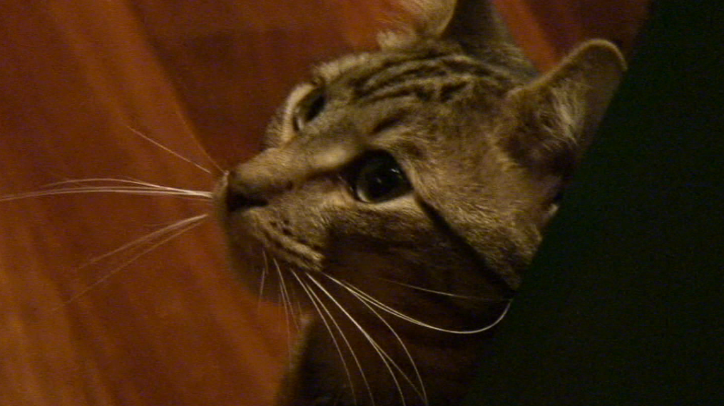 Cat on lawn; screen grab from Sony HDR-HC1 output