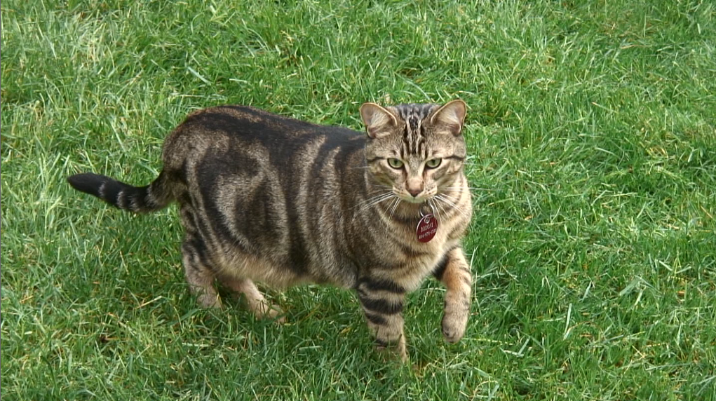 Cat on lawn; screen grab from Sony HDR-HC1 output