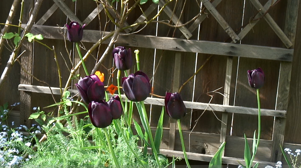 Violet tulips; screen grab from Sony HDR-HC1 output
