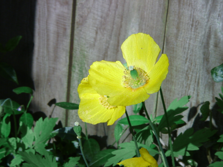 Yellow poppy shot with Sony HDR-HC1 (still mode)