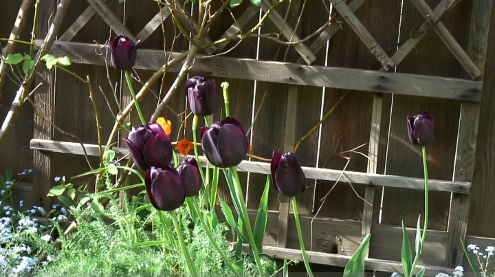 Violet tulips; screen grab from Sony HDR-HC1 output