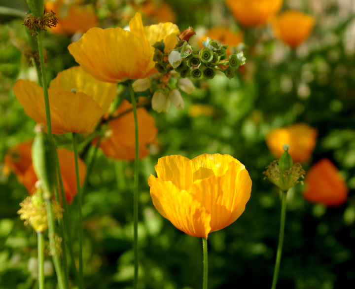 California poppy blossoms