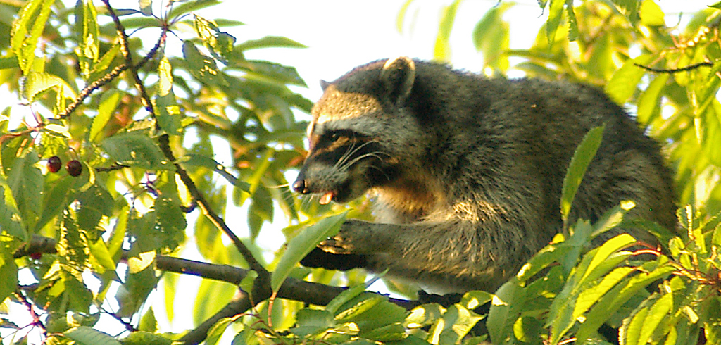 Raccoon in cherry tree, with tongue.