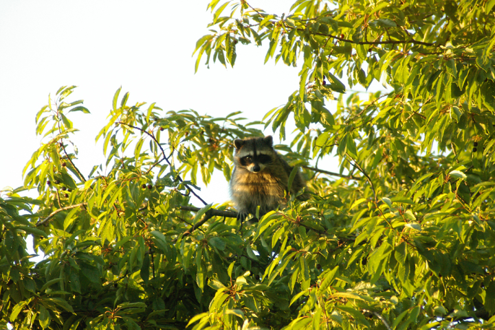 Raccoon in cherry tree