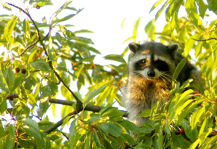 Raccoon in cherry tree