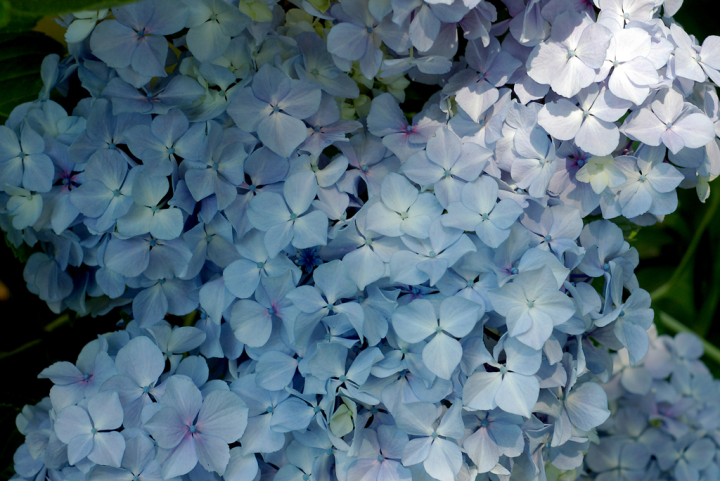 Hydrangea blossoms in dappled light