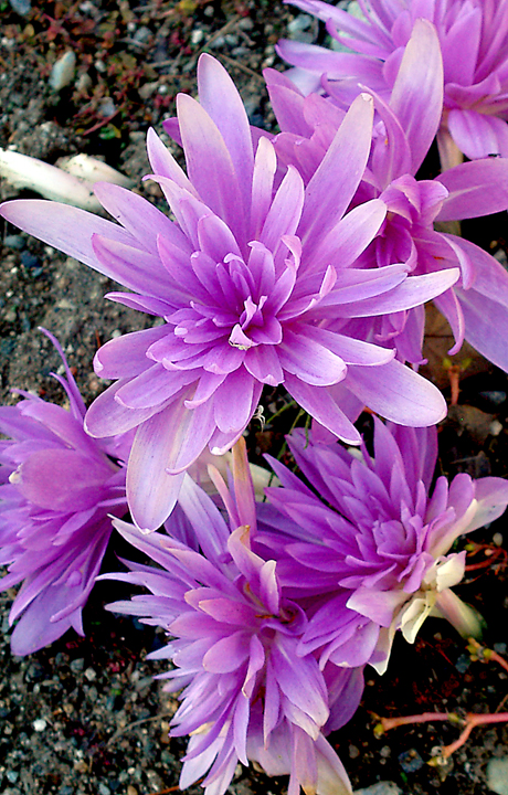 Colchicum Waterlily or Waterlily autumn crocus