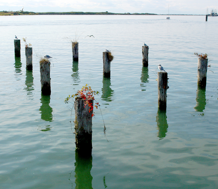 Old pilings at the Steveston boardwalk