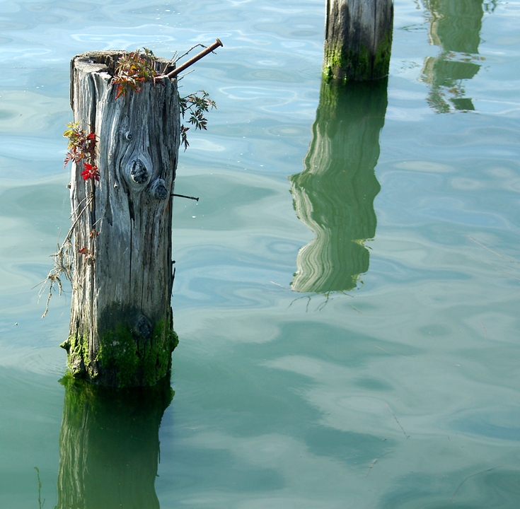 Old piling at the Steveston boardwalk