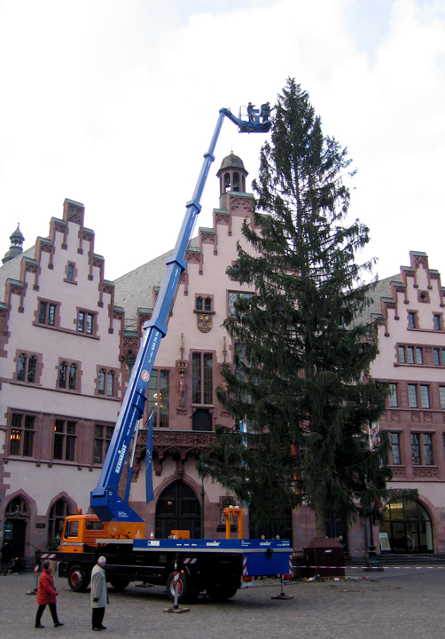 Preparing the tree for the Christmas Market in Frankfurt