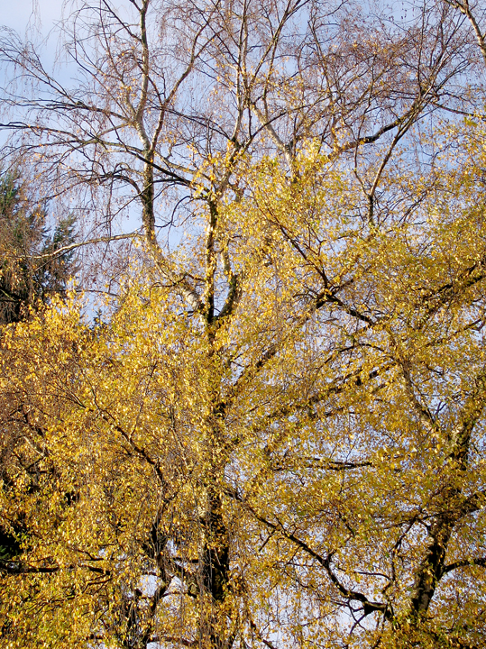 Tree with a few yellow leaves left